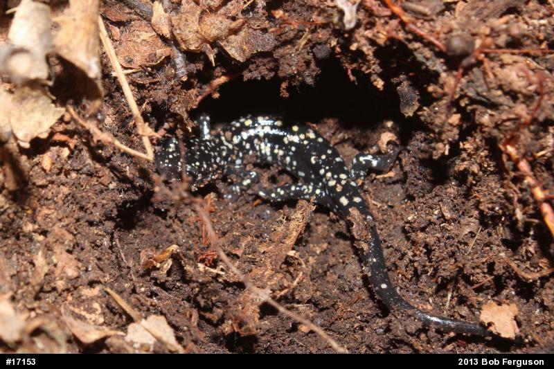 Northern Slimy Salamander