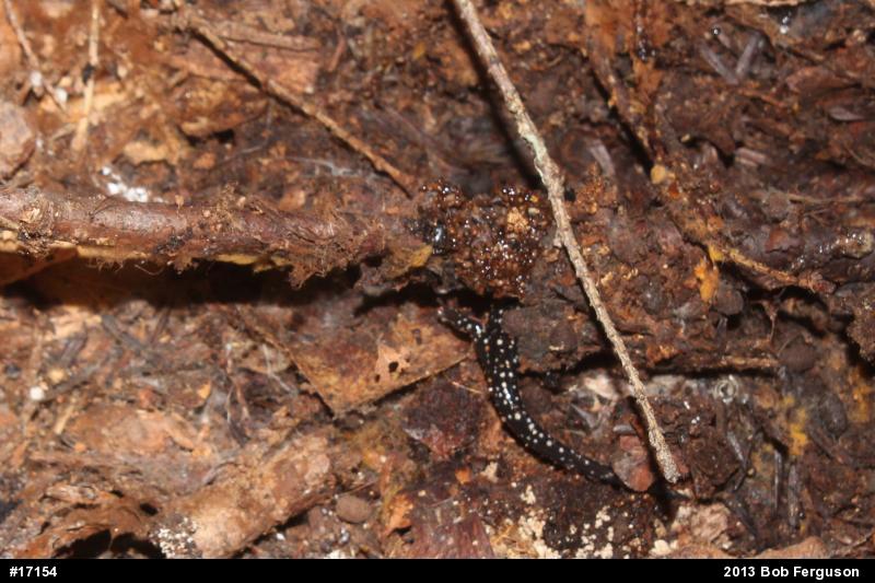 Northern Slimy Salamander