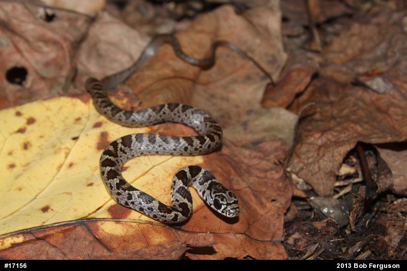 Northern Black Racer