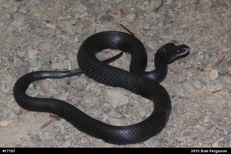Northern Black Racer