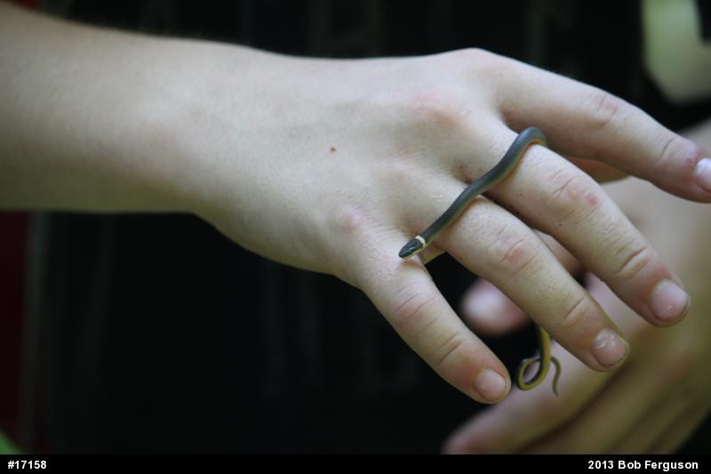 Northern Ring-necked Snake