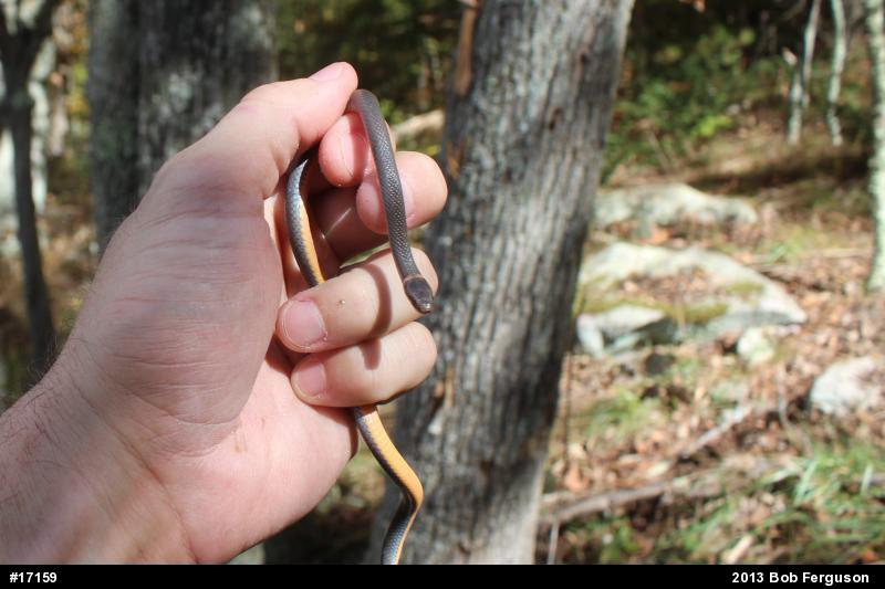 Northern Ring-necked Snake