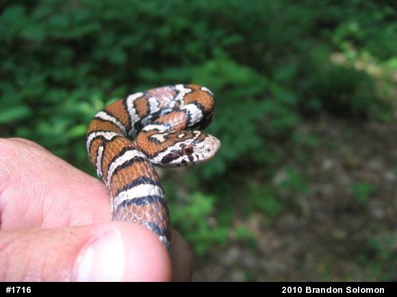 Eastern Milksnake