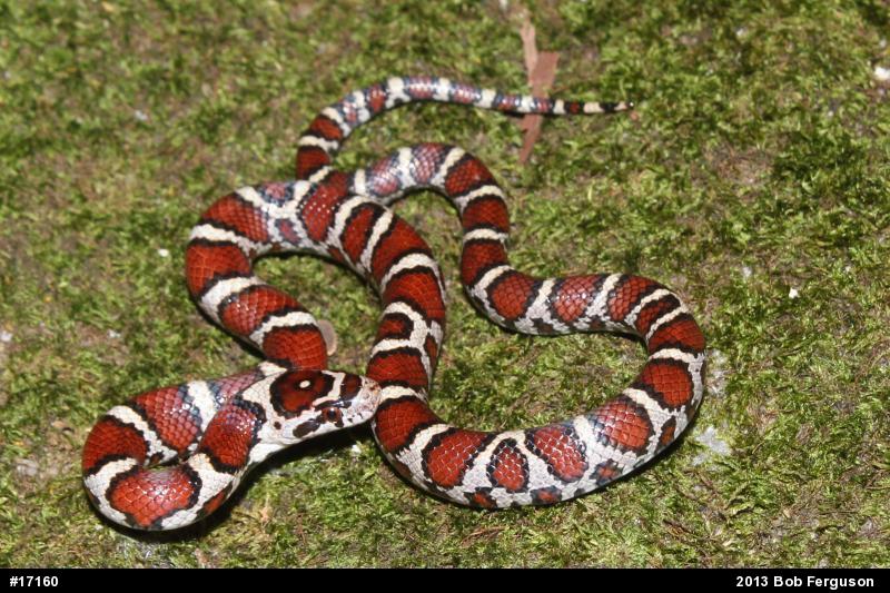 Eastern Milksnake
