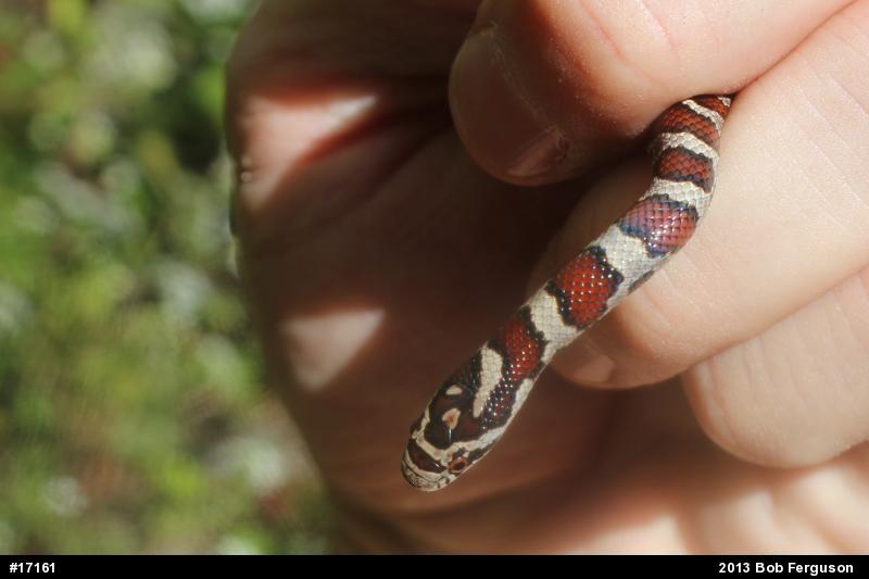 Eastern Milksnake
