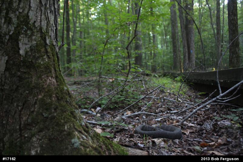 Northern Watersnake