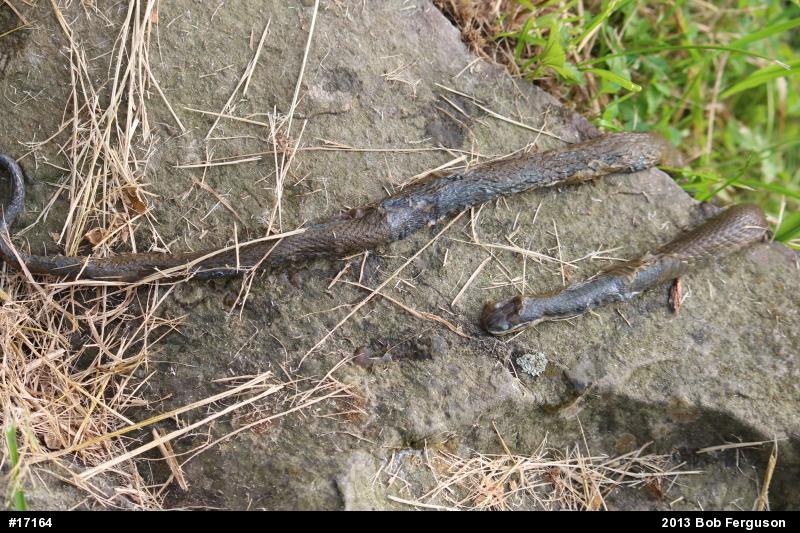Queensnake
