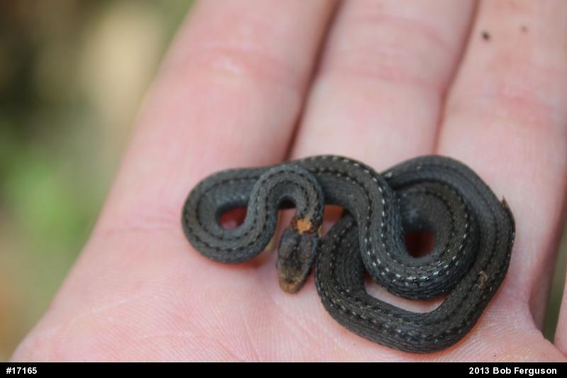 Red-bellied Snake