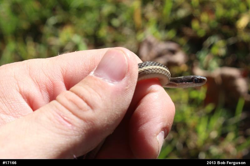 Common Ribbonsnake