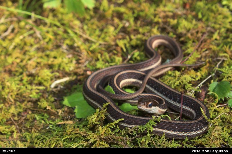 Common Ribbonsnake