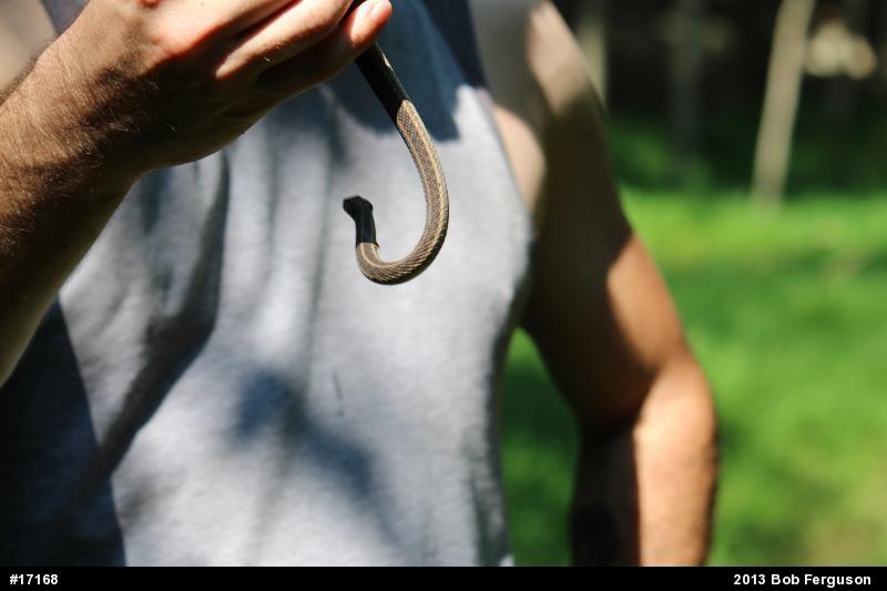 Eastern Gartersnake