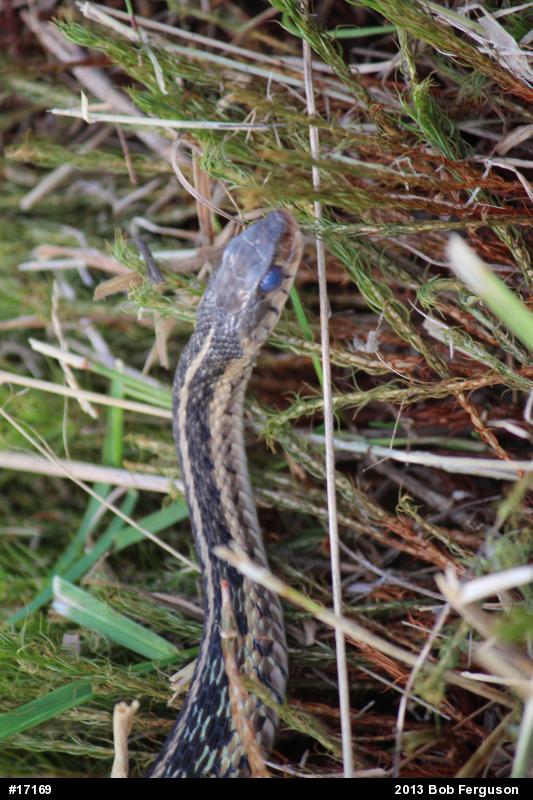Eastern Gartersnake