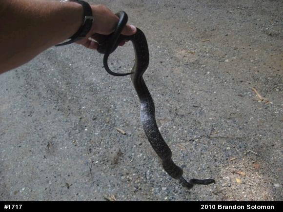 Eastern Ratsnake