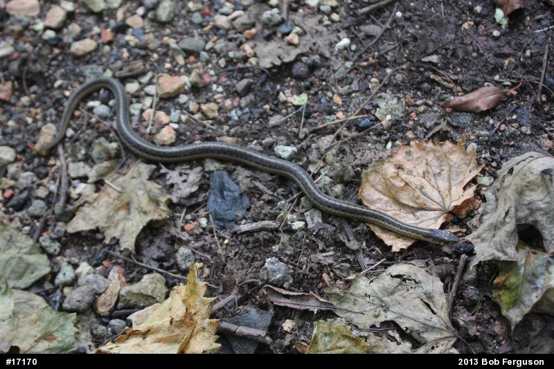 Eastern Gartersnake
