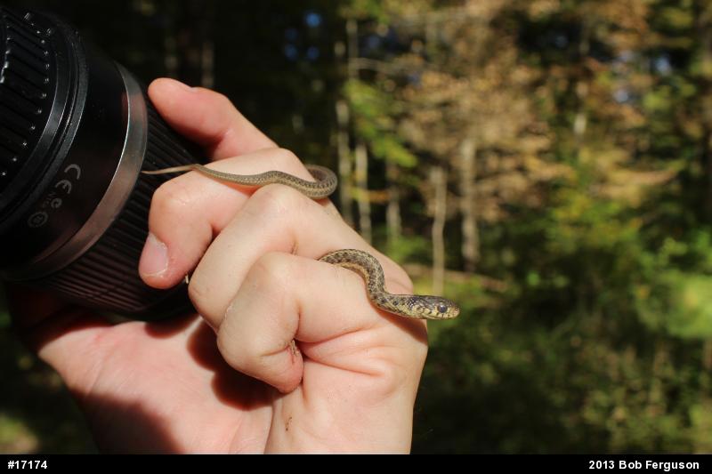 Eastern Gartersnake