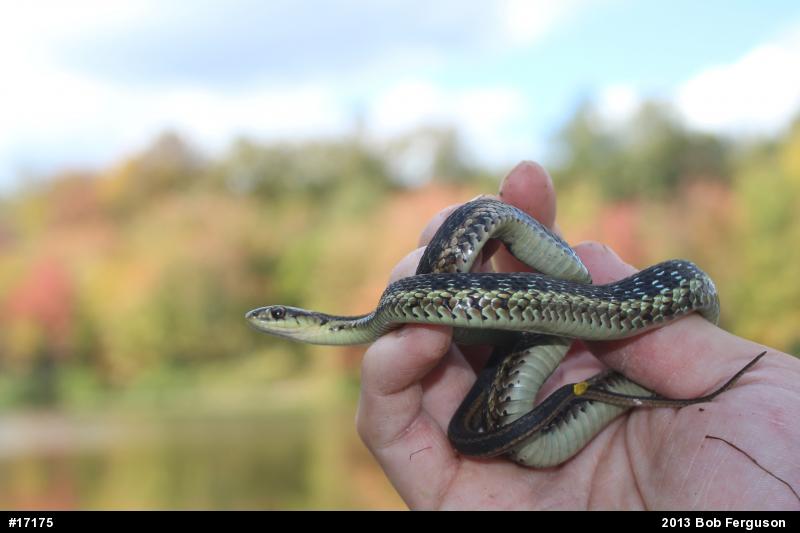 Eastern Gartersnake
