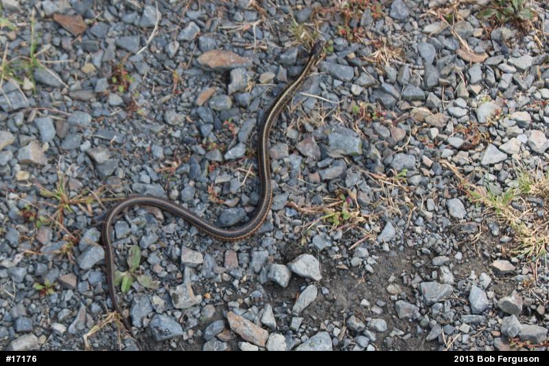 Eastern Gartersnake