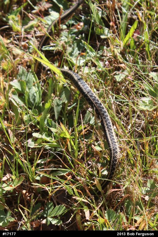 Eastern Gartersnake