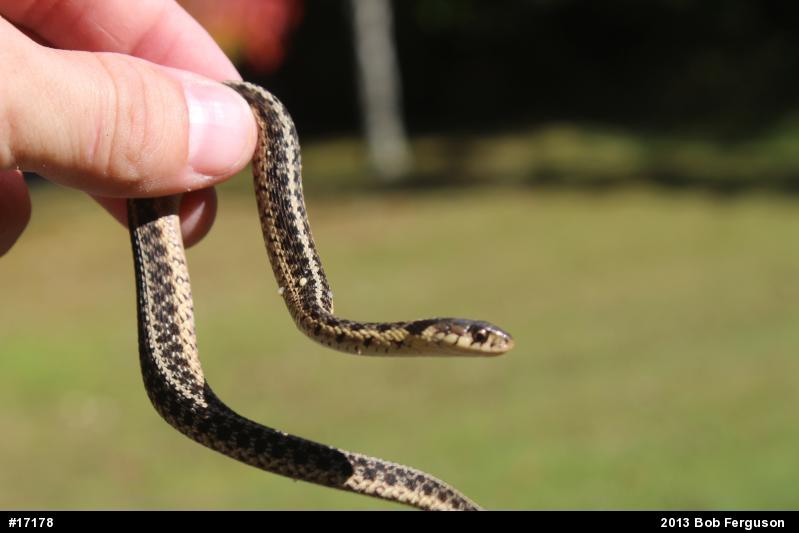 Eastern Gartersnake
