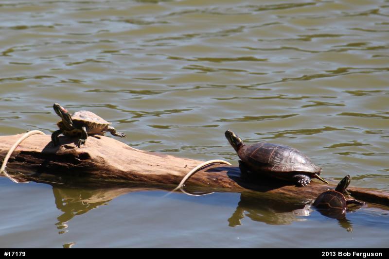 Eastern Painted Turtle