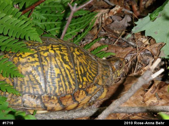 Eastern Box Turtle