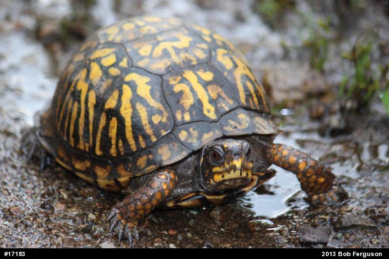 Eastern Box Turtle
