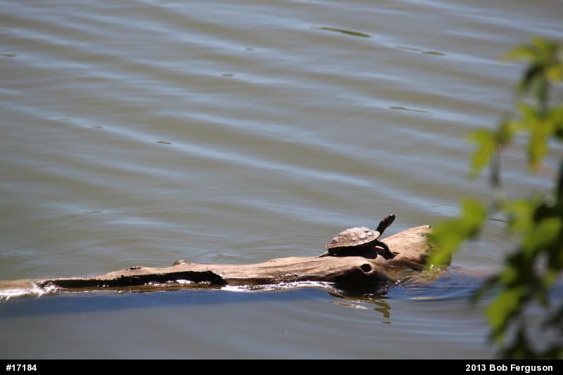 Red-eared Slider