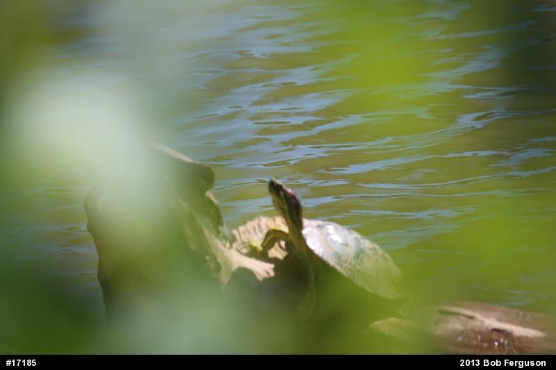 Red-eared Slider