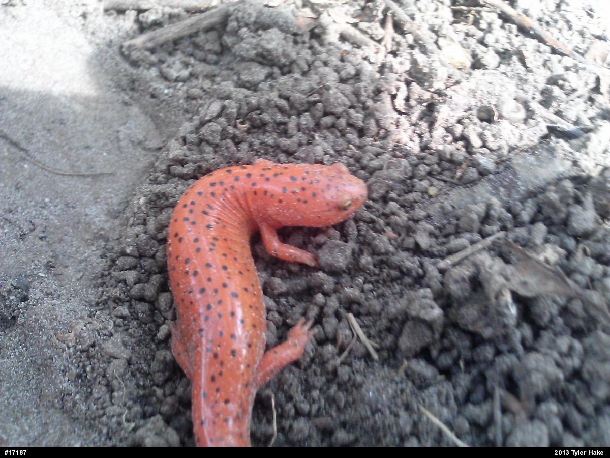 Northern Red Salamander