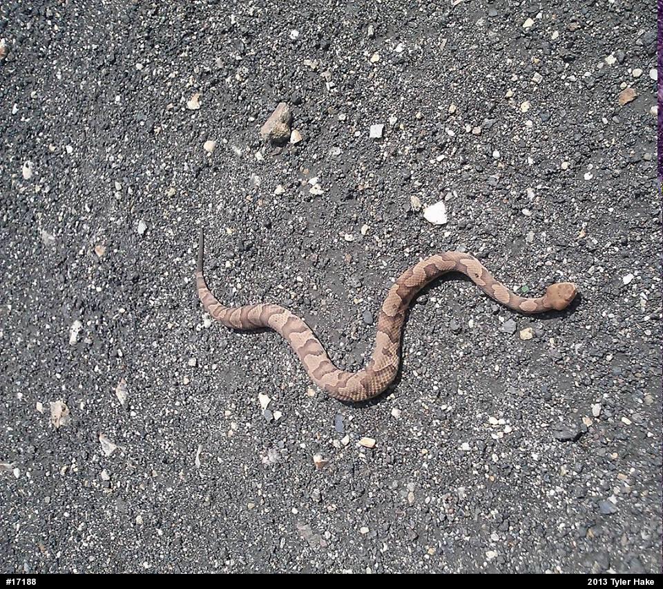 Northern Copperhead