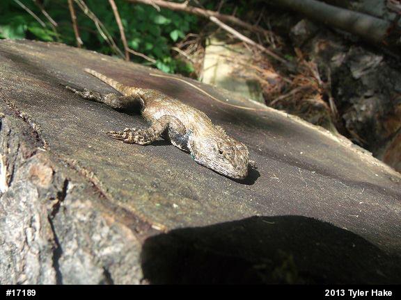 Eastern Fence Lizard