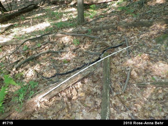 Eastern Ratsnake