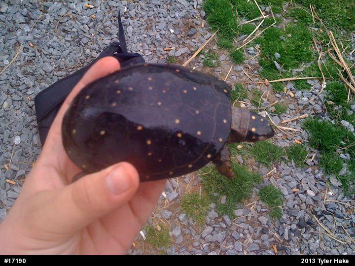 Spotted Turtle