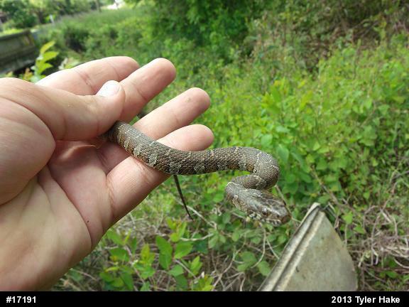 Northern Watersnake