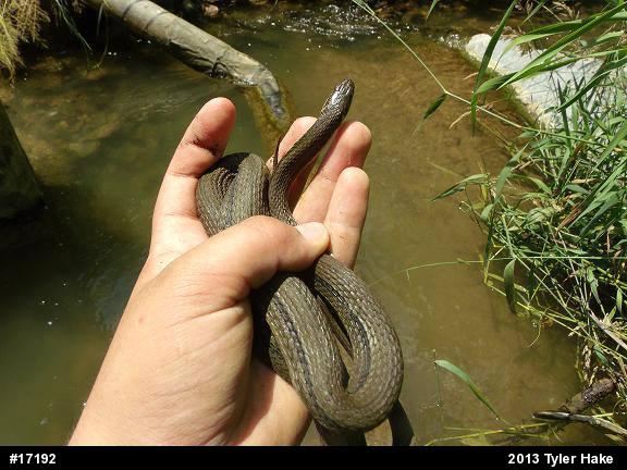 Queensnake