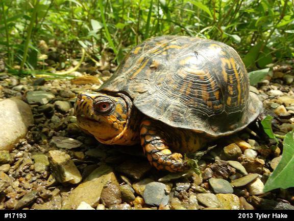 Eastern Box Turtle