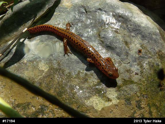 Eastern Long-tailed Salamander