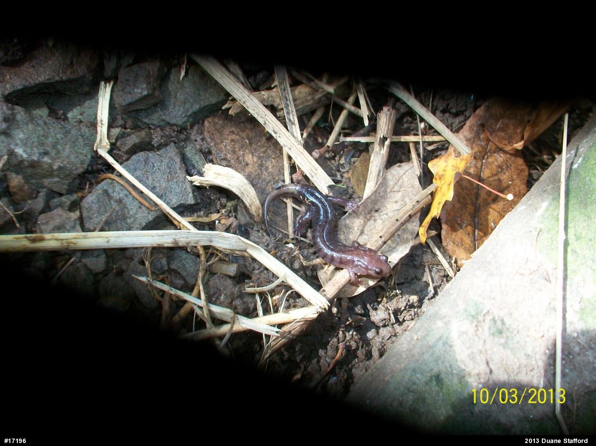 Allegheny Mountain Dusky Salamander