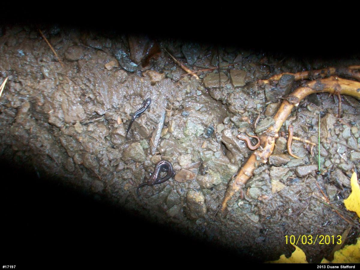 Allegheny Mountain Dusky Salamander