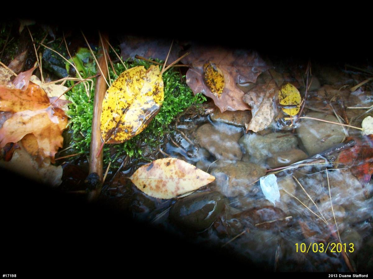 Green Frog