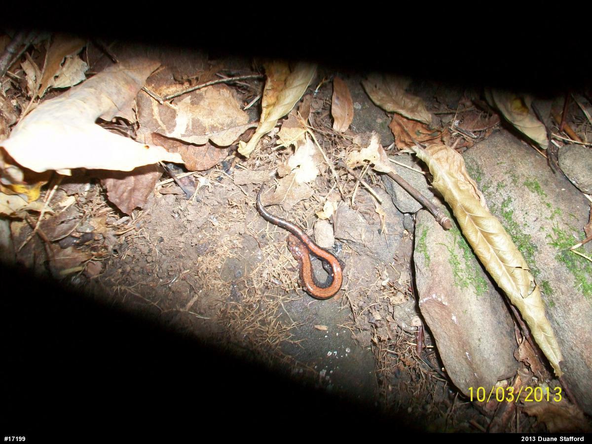 Eastern Red-backed  Salamander