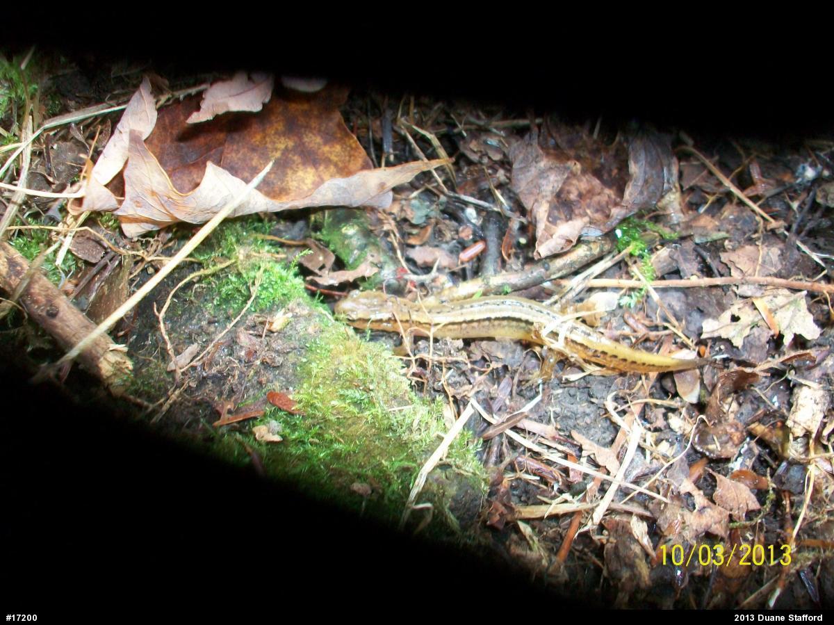 Northern Two-lined Salamander