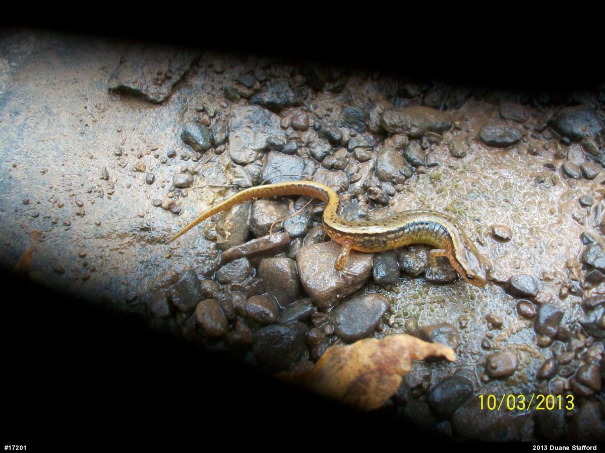 Northern Two-lined Salamander