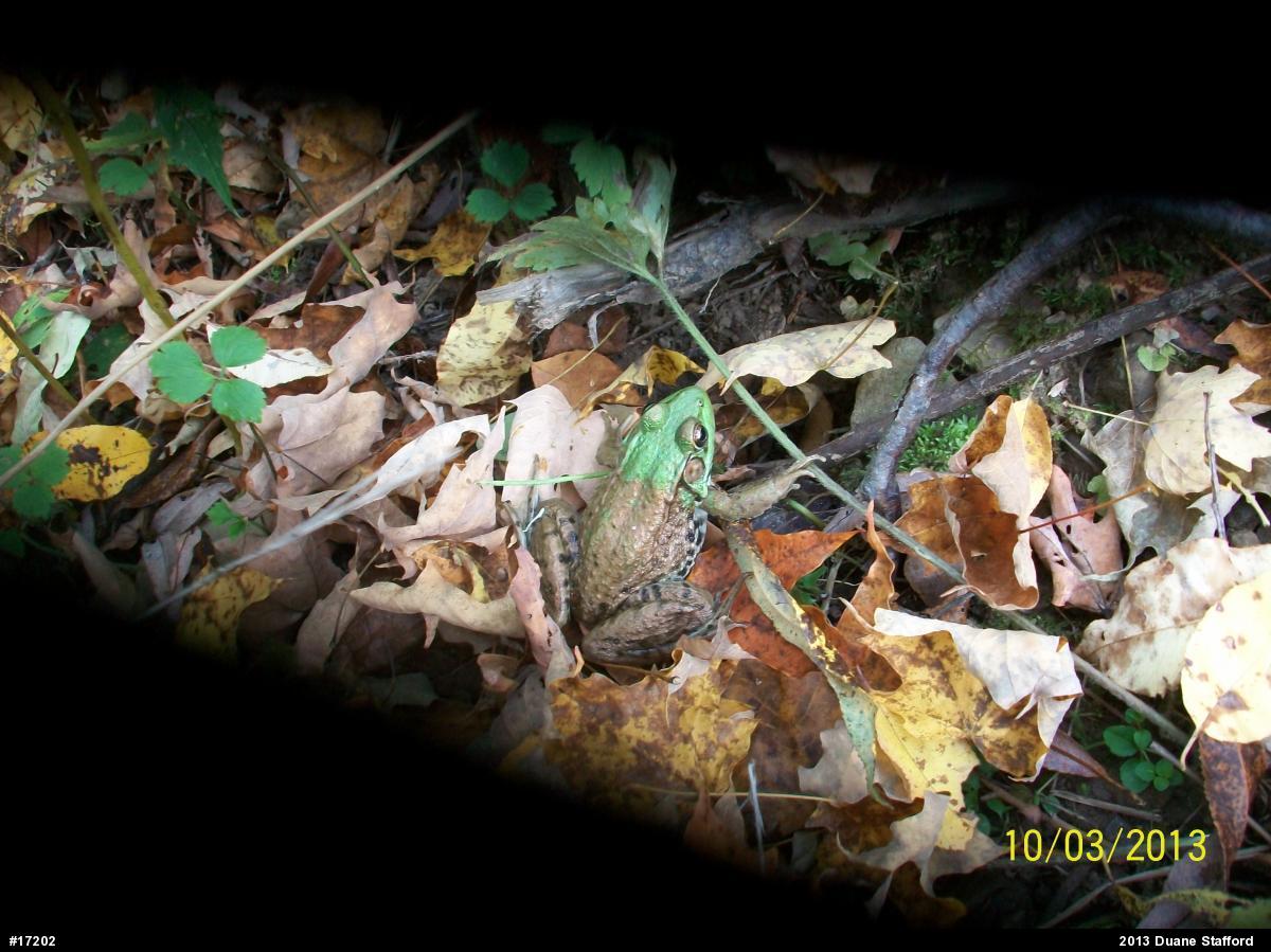 Green Frog