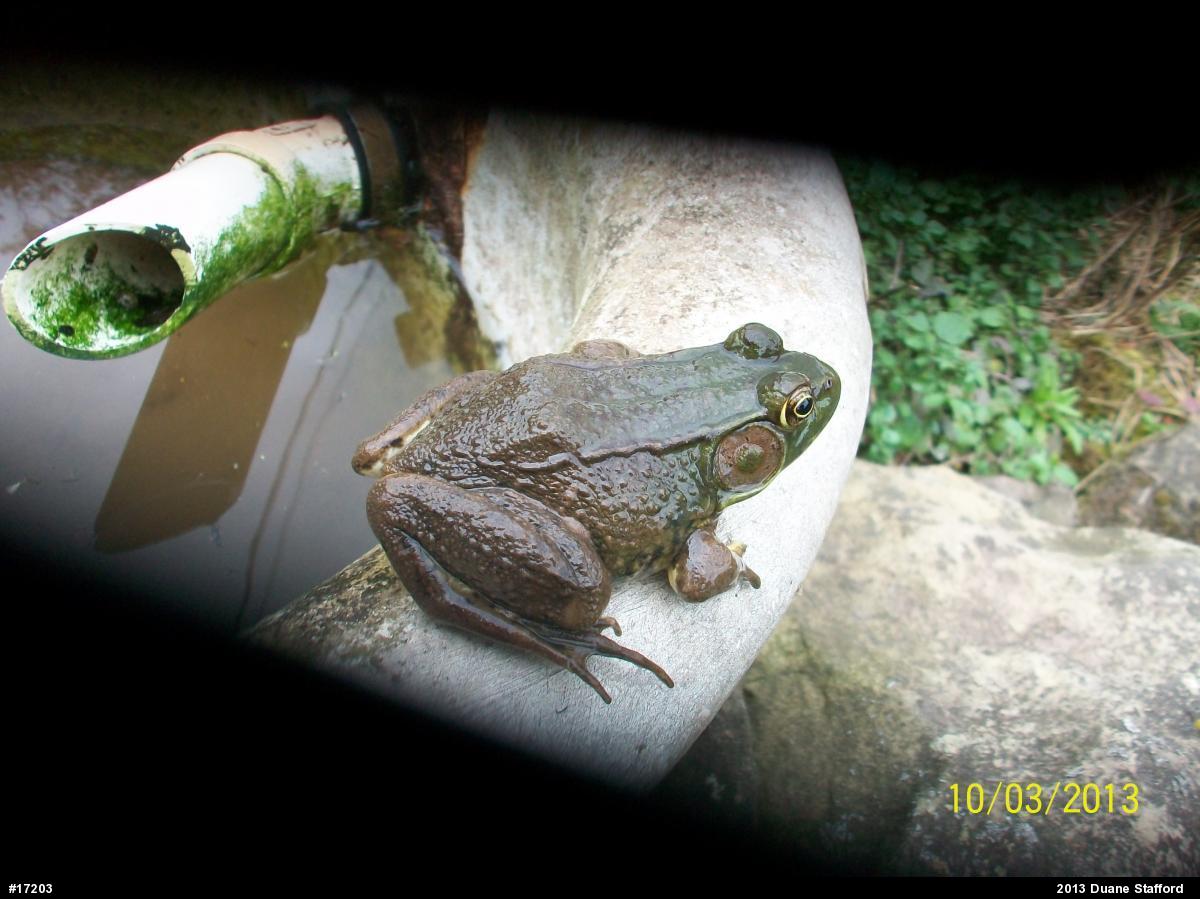 Green Frog