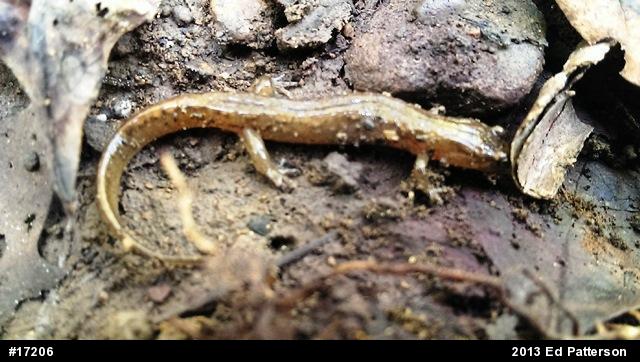 Northern Dusky Salamander