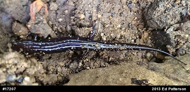 Allegheny Mountain Dusky Salamander