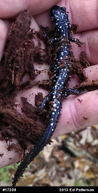 Northern Slimy Salamander