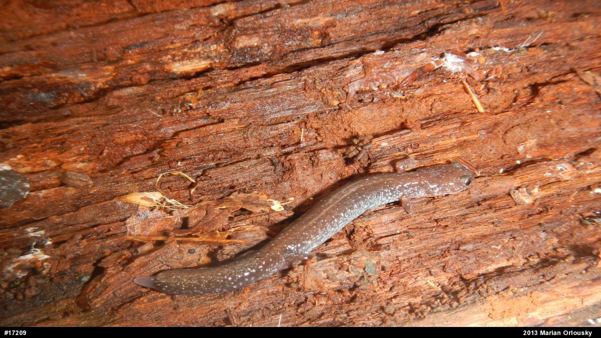Eastern Red-backed  Salamander