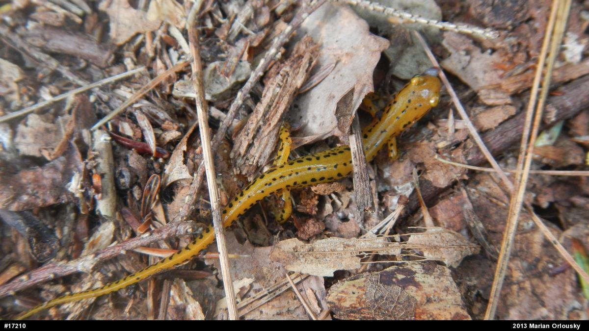 Eastern Long-tailed Salamander